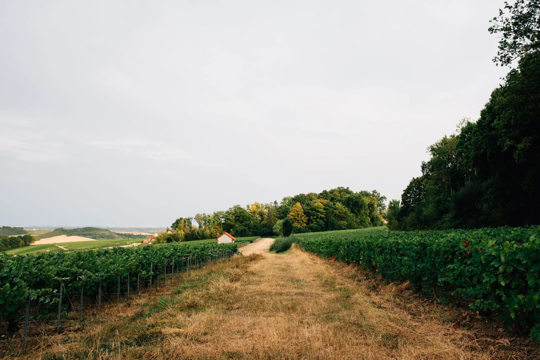 Pécharmant : le rouge de garde du Bergeracois